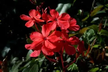 Indian Leadwort